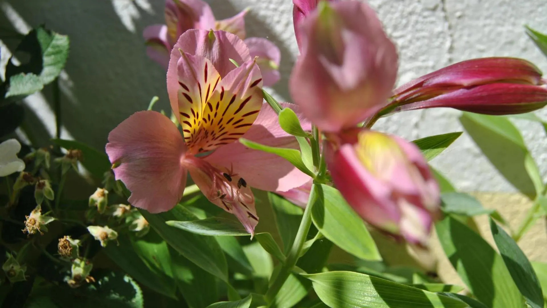 Guest house Vivenda Familia Pedro Hotel Vila do Bispo